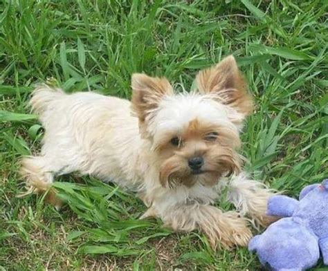 Akc Reg Yorkie Sable Carries Ee Blonde And Parti For Sale In Del Valle