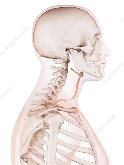 Human neck muscles - Stock Image - F015/8481 - Science Photo Library