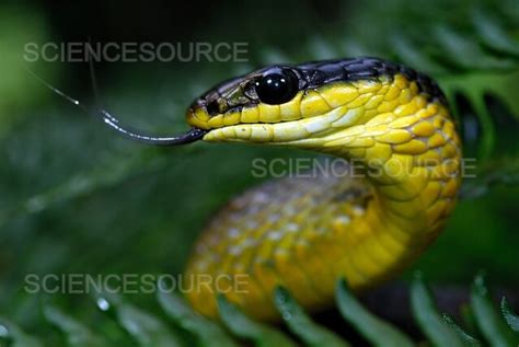 Photograph Green Tree Snake Science Source Images