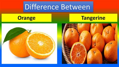 Difference Between Orange And Tangerine Youtube