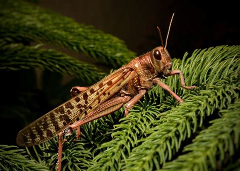 locust