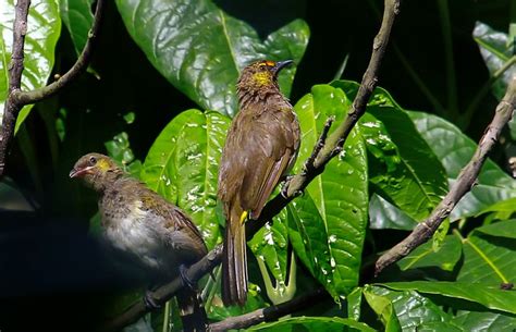 Cucak Gunung - Trend burung