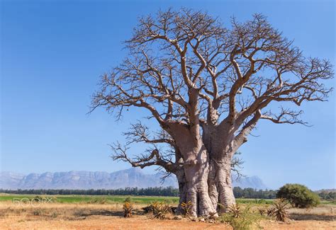 Baobab Baobab Tree Baobab Beautiful Landscapes