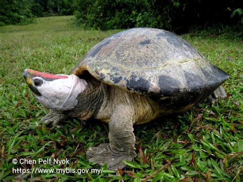 Batagur Borneoensis Tortoise Turtle Freshwater Turtles Turtle