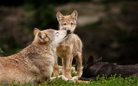 Animals Wolf Wolves Wildlife Predators Babies Cubs Mother Mom