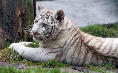 Chilling White Tiger Cub A White Tiger Cub Chilling Next T Flickr