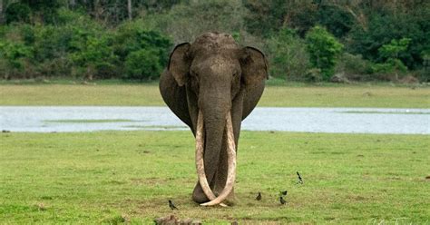 Bhogeshwara एशिया के सबसे लंबे दांत वाले हाथी भोगेश्वर का निधन