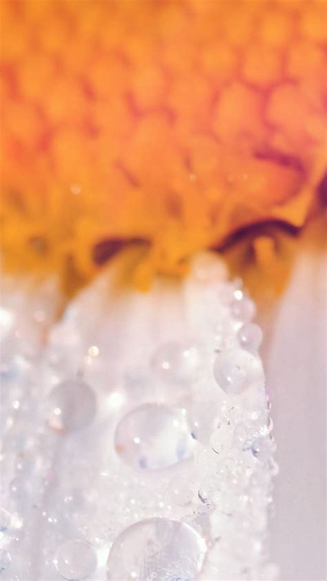 Flower Raindrop Orange Nature Macro Iphone 5s Wallpaper Download