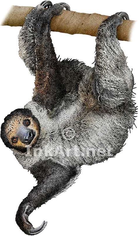 Three Toed Sloth Drawing At Getdrawings Free Download