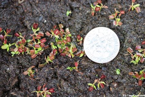 In most areas, you cannot plant your venus fly trap directly into the ground because the soil (no matter how poor) would be too rich. Venus Fly Trap Propagation - FlytrapCare.com