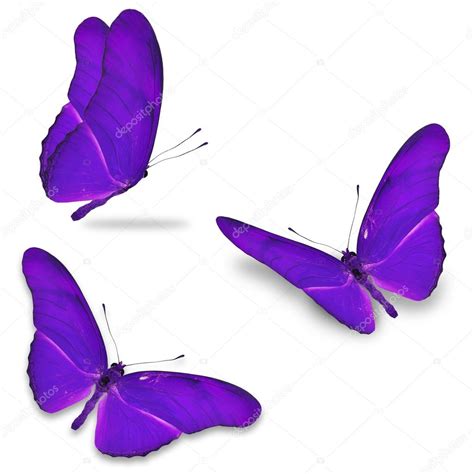 Three Purple Butterfly — Stock Photo © Thawats 67573779