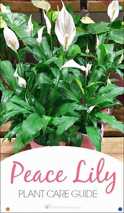 Although an outdoor plant by nature, the calla lily will perform wonderfully as an indoor plant. Pin by Men Gone Healthy on Indoor plants in 2020 | Lily ...