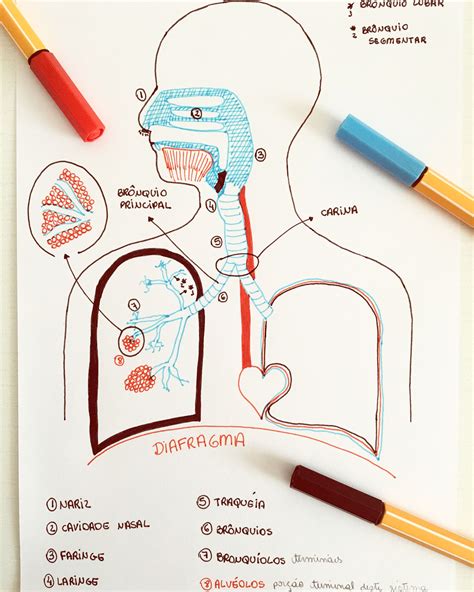 Mapa Mental Sistema Respiratorio Parte 1 Sistema Respiratorio Resumo