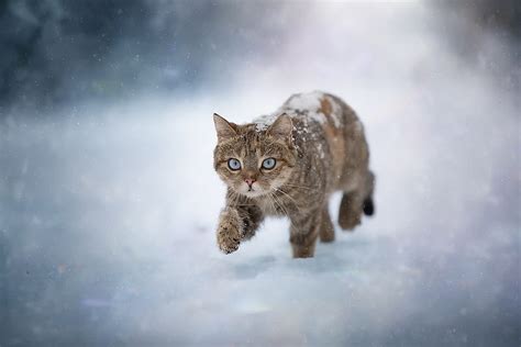 1920x1080px 1080p Free Download Cats Cat Pet Snow Winter Hd