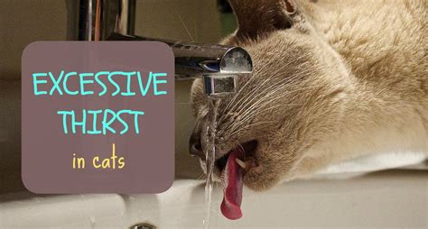 Vomiting in cats differs from regurgitation. Excessive Thirst in Cats (Polydipsia): What Does It Mean ...