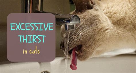 It is common for older ones to drink more water, but, sudden and excessive thirst can be a serious symptom to indicate two or three severe feline problems. Excessive Thirst in Cats (Polydipsia): What Does It Mean ...