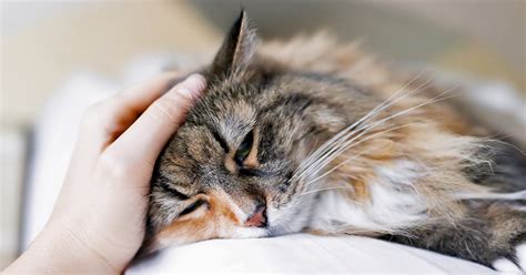 We did not find results for: So können Sie Ihre verstorbene Katze beerdigen | Herz für ...