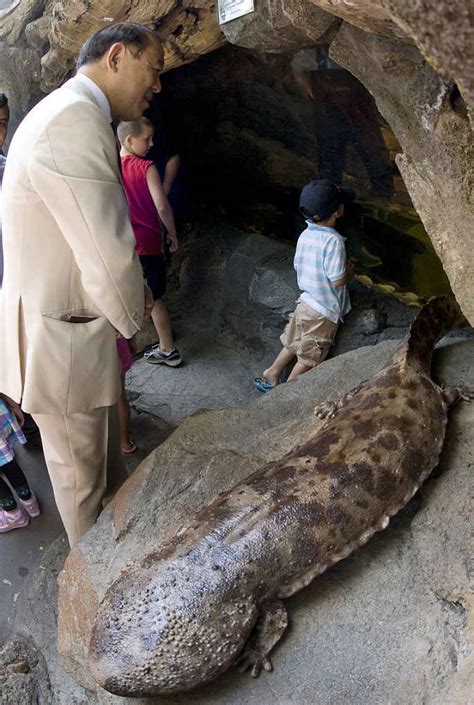 Salamandra Gigante Do Jap O Segundo Maior Anf Bio Do Mundo