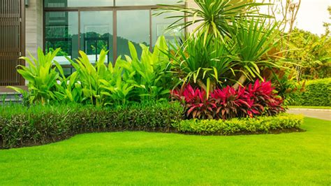 Bisa ditemukan di toko pakan ternak terdekat. Keren Tanaman Rumput Hias - Bunga Hias