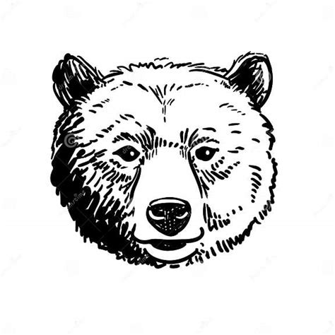 Pen And Ink Sketch Of A Bear Head Stock Vector Illustration Of Retro