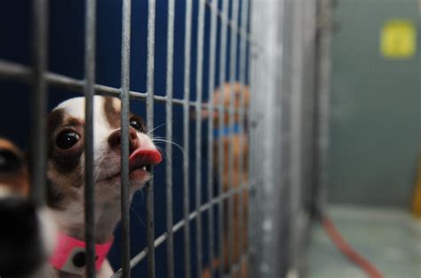 Contributors to our new pet adoption center. Judge: Taxpayer dollars wasted in arson dog adoption case ...
