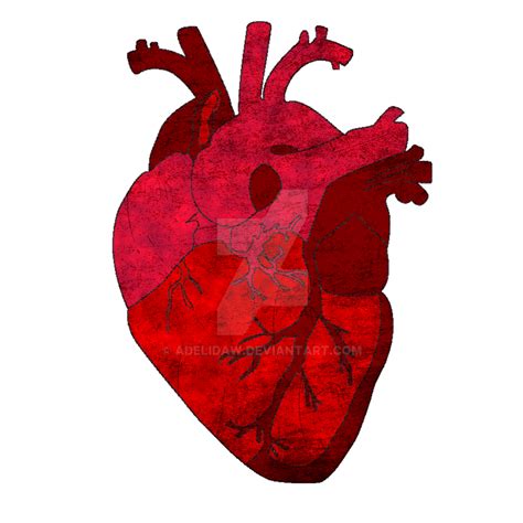 Human Heart Drawing Png Clip Art Library Images And Photos Finder