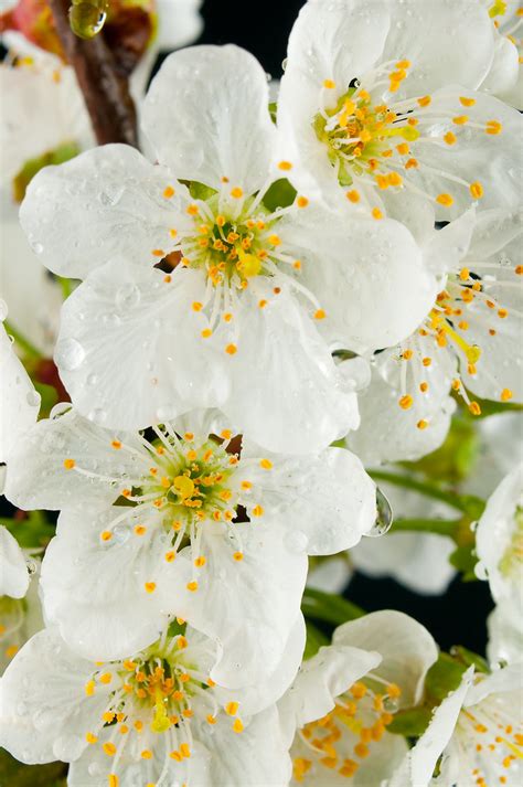 This is the perfect colorful backdrop for a new family photo to display in your home. Spring Bloom | Spring Blooming Flowers in Studio | Sergiu ...