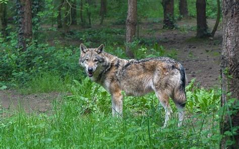 Tiffany Bill Seeks To Permanently Remove Gray Wolf From Federal