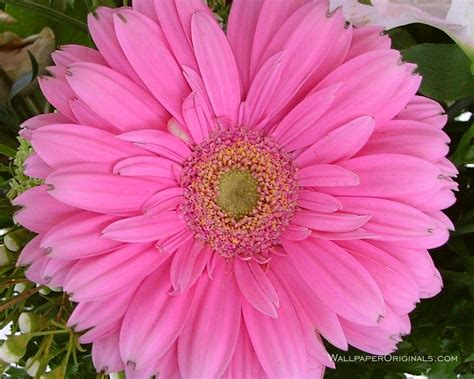 Simani Pink Flowers Wallpapers Cute Girly Pink Color