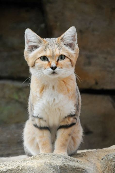 Sand synonyms, sand pronunciation, sand translation, english dictionary definition of sand. In the Wild: Meet the Sand Cat - Catster