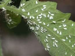 Fytokomia gr Λευκή μύγα στις τομάτες μας φυσική αντιμετώπιση