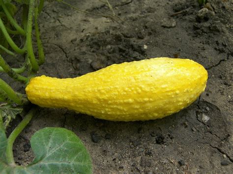 How To Plant Grow And Harvest Yellow Squash