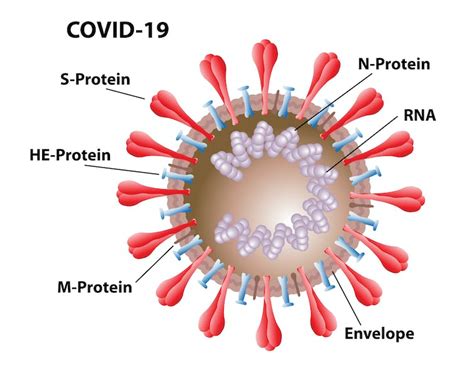 Covid Vaccines Focus On The Spike Protein But Heres Another Target