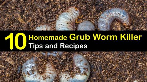 Japanese plant this easy to grow, low maintenance shrub in your garden and enjoy beautiful cut and dried flowers too. Killing Grub Worms Naturally - 10 Homemade Grub Worm ...