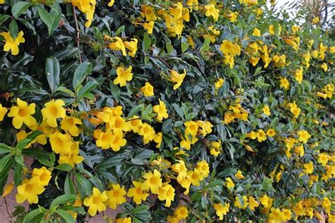 La sede de esta copa del mundo fue elegida el 6 de julio de 1966 en el 35.º congreso de fifa, realizado en londres. Copa de oro (Allamanda cathartica) · NaturaLista