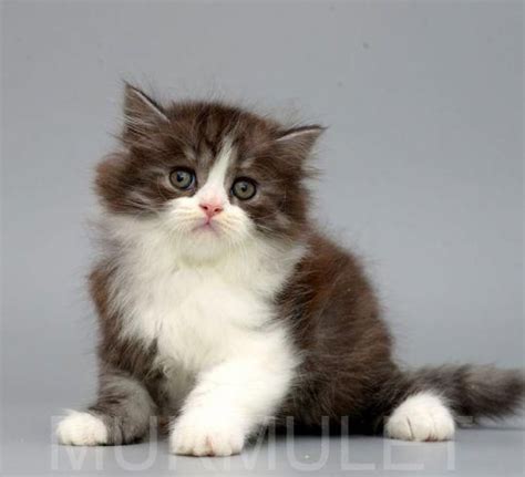 Ragdoll Cat Price Singapore