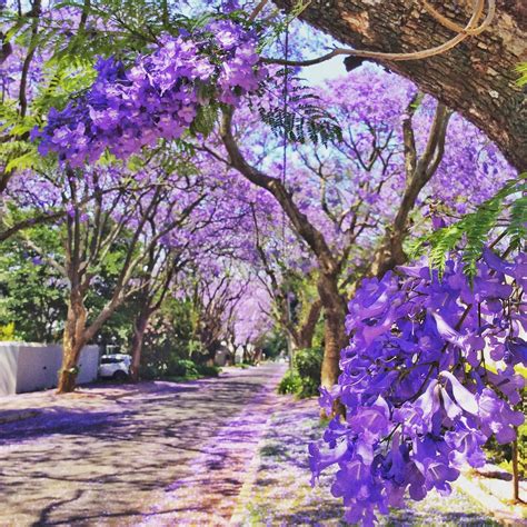 In Johannesburg Its Spring Right Now Everything Is In Bloom My