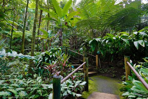 Download Wallpaper Hawaii Tropical Botanical Garden Garden Nature