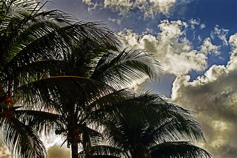 The Palm Before The Storm Photograph By Bill Swartwout Fine Art America
