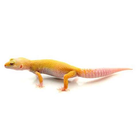 high yellow leopard gecko