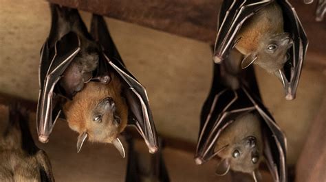 Why Do Bats Hang Upside Down
