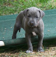 How much does a blue lacy puppy cost? Blue Lacy Info, Temperament, Puppies, Pictures