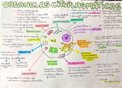 Organelas Citoplasmáticas Mapa Mental Biologia Celular