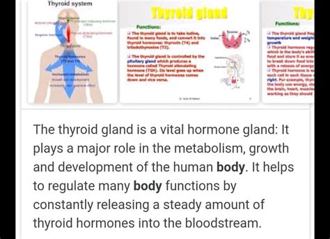 What Is Function Of Thyroid Gland Science Matter In Our