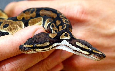 How does the miraland quiz event work? Do snakes have bones