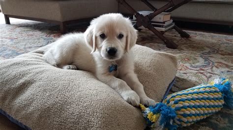 Akc english and american goldens.health clearancesakc and international. English Cream Golden Retriever Puppies Happy Families ...