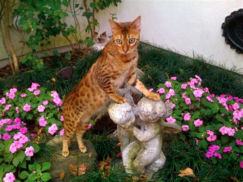 30 Very Beautiful Bengal Cat Photos And Pictures