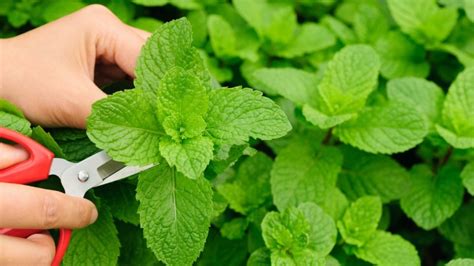 How To Harvest Mint Leaves 4 Ways To Use Fresh Mint 2024 Masterclass