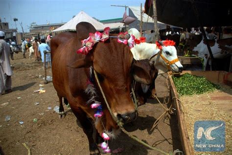 เผยปากีสถานทุ่มเงินแสนล้าน ซื้อวัวควาย 2 ล้านตัวเพื่อเชือดพลีทาน - ข่าวสด