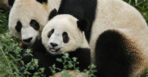 Giant Panda Cub Born In Dutch Zoo Public Radio Of Armenia
